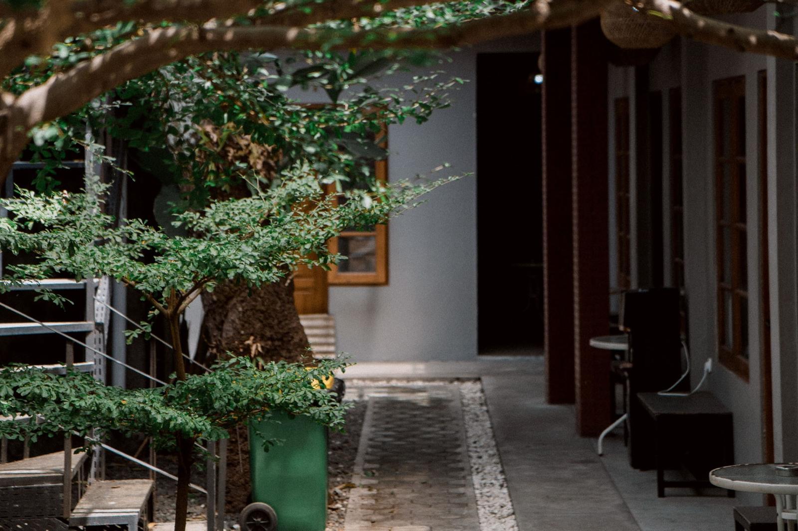 A tree shading the courtyard path between the rooms.
